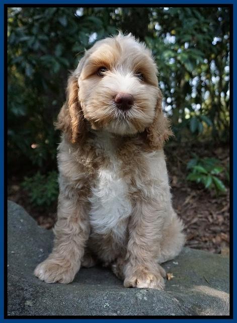 Ellie Benz pups 8 weeks old 41