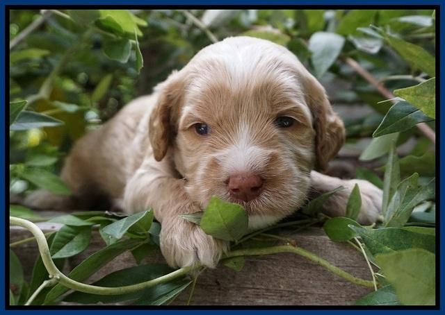 Ellie Benz pups 3 wks old 31