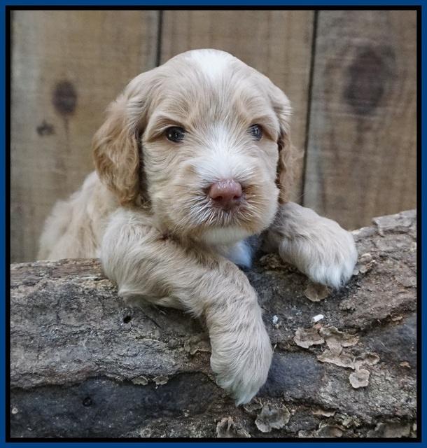 Ellie Benz pups 4 wks old11