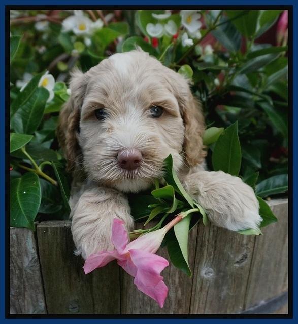 Ellie Benz pups 5 wks old 11