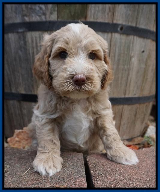 Ellie Benz pups 5 wks old 21