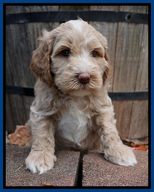 Ellie Benz pups 5 wks old 41