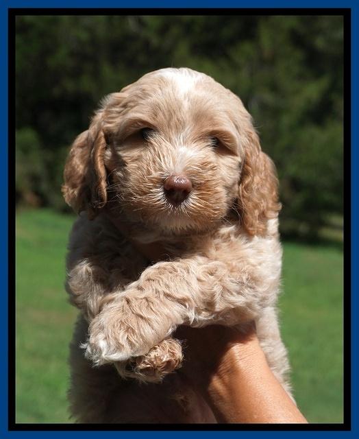 Ellie Benz pups 6 wks old11