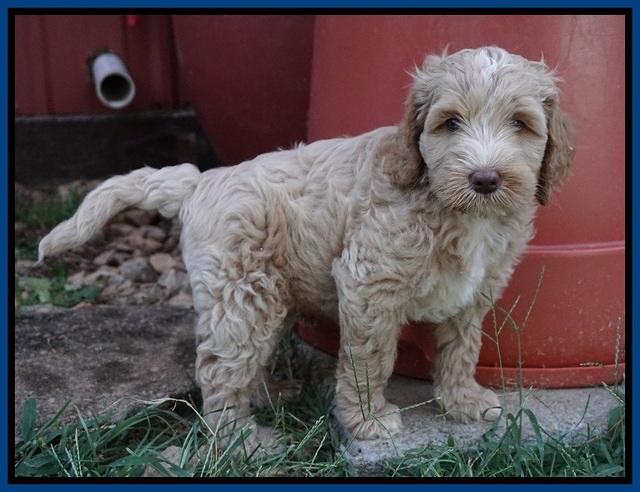 Ellie Benz pups 7 wks old 11