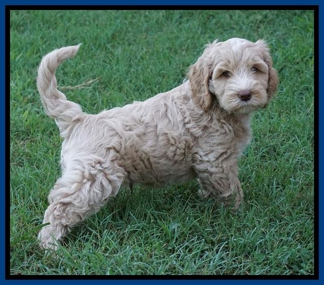 Ellie Benz pups 7 wks old 21