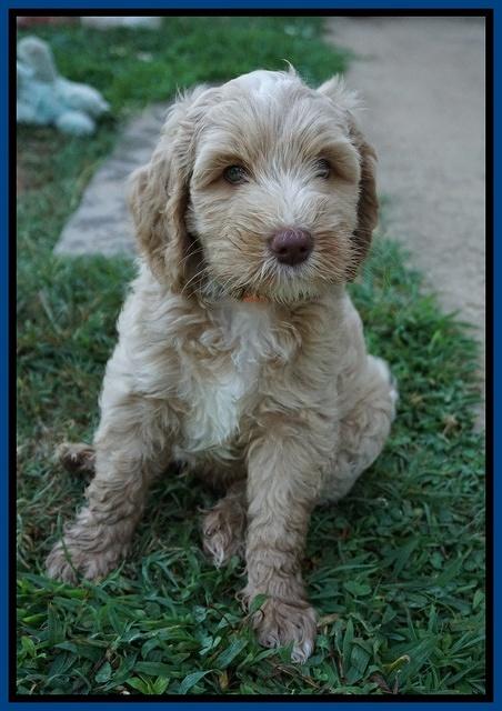 Ellie Benz pups 7 wks old 31