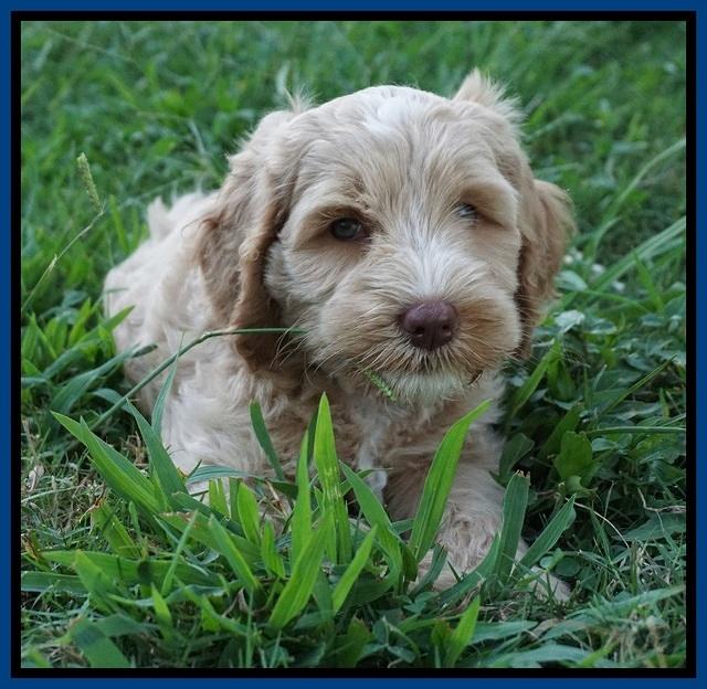 Ellie Benz pups 7 wks old 41