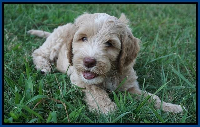 Ellie Benz pups 7 wks old 51