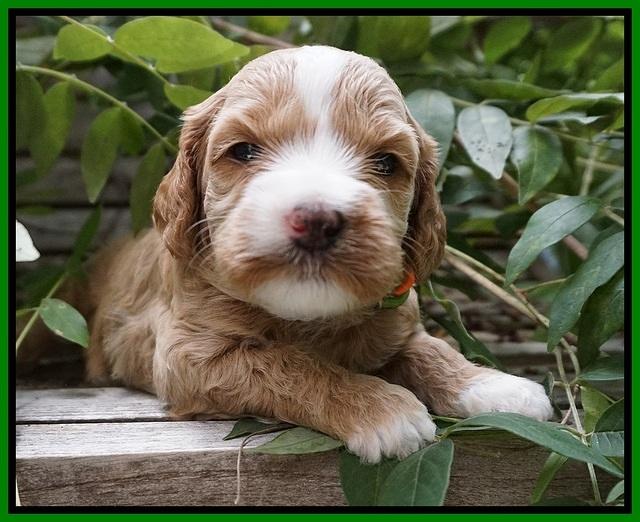 Ellie Benz pups 3 wks old 241