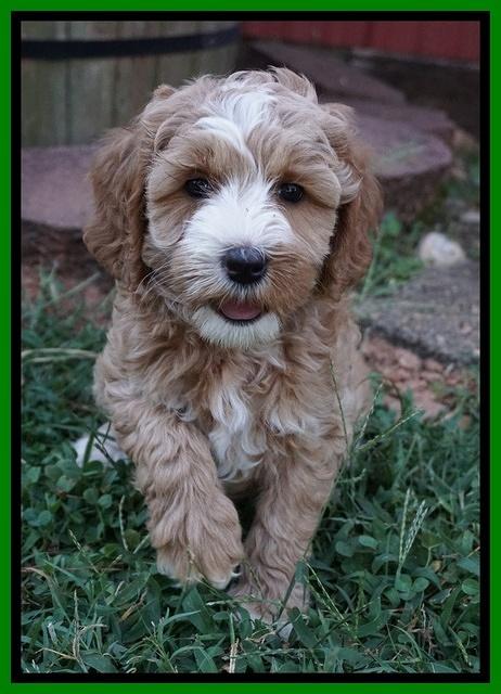 Ellie Benz pups 7 wks old 291