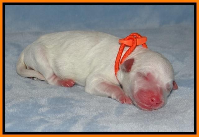 Ellie Benz Newborn pics 151