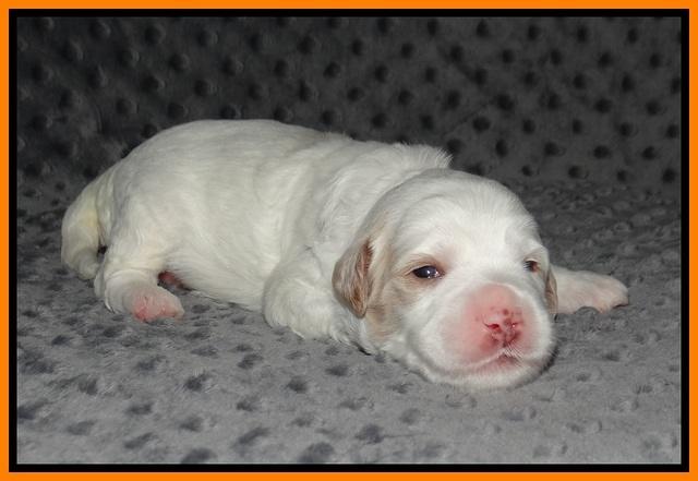 Ellie Benz pups 2 wks old 211