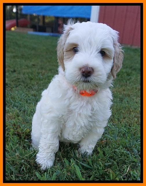 Ellie Benz pups 6 wks old391