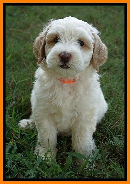 Ellie Benz pups 7 wks old 341