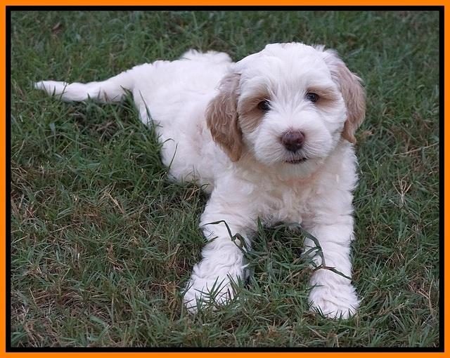 Ellie Benz pups 7 wks old 351