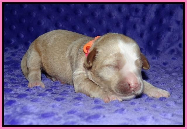 Ellie Benz pups 1 wk old 61