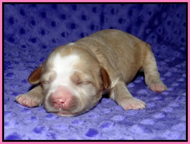 Ellie Benz pups 1 wk old 71
