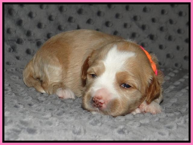 Ellie Benz pups 2 wks old 81