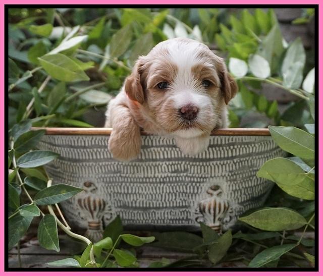 Ellie Benz pups 3 wks old 101