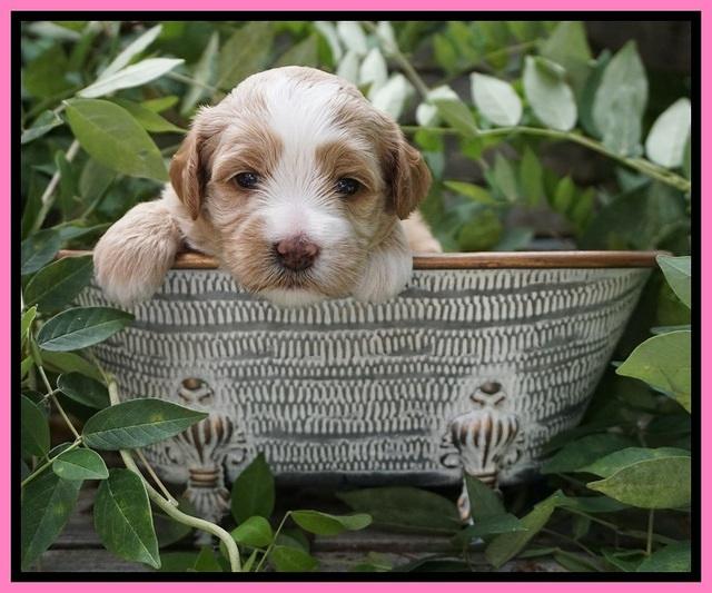 Ellie Benz pups 3 wks old 91