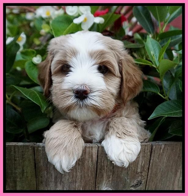 Ellie Benz pups 5 wks old 111