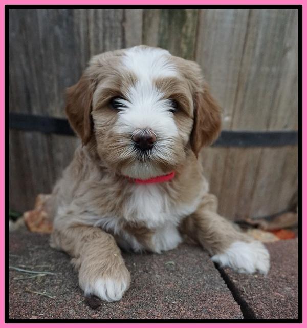 Ellie Benz pups 5 wks old 91