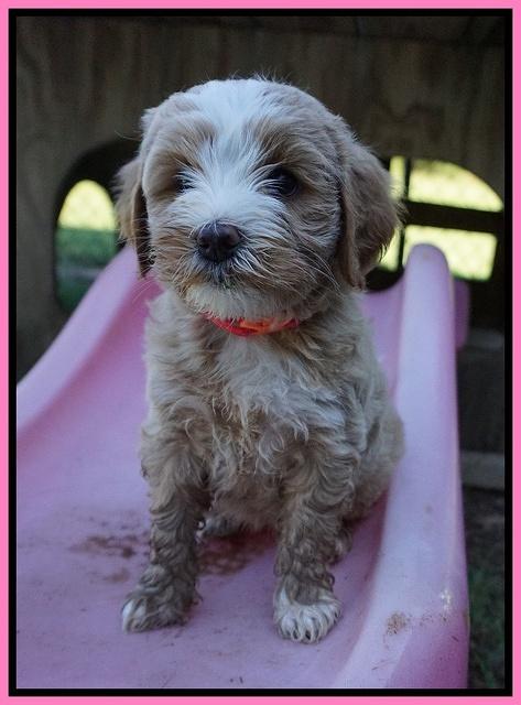 Ellie Benz pups 6 wks old111