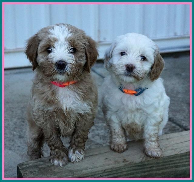 Ellie Benz pups 6 wks old121