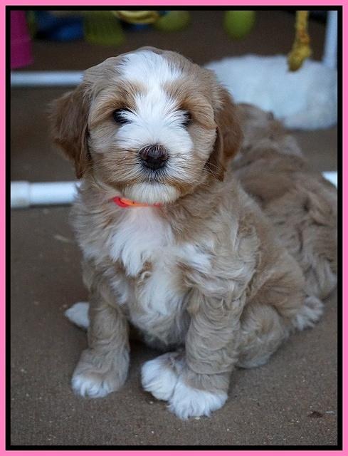 Ellie Benz pups 6 wks old141