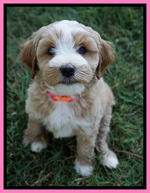 Ellie Benz pups 7 wks old 101