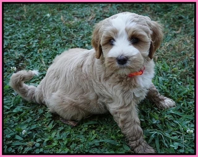 Ellie Benz pups 7 wks old 111