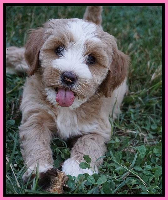 Ellie Benz pups 7 wks old 121
