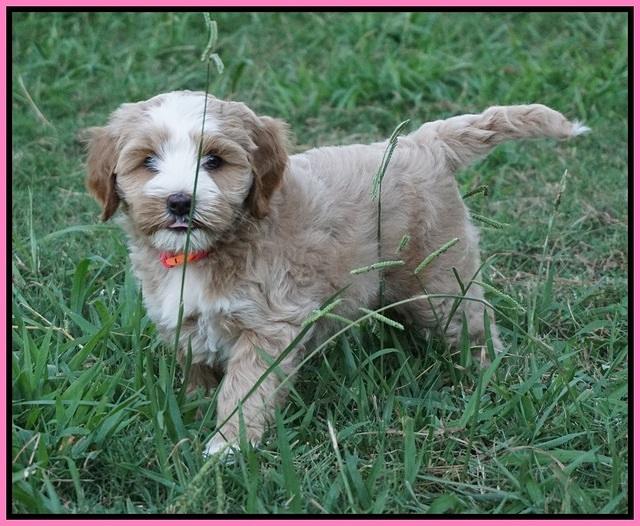 Ellie Benz pups 7 wks old 131