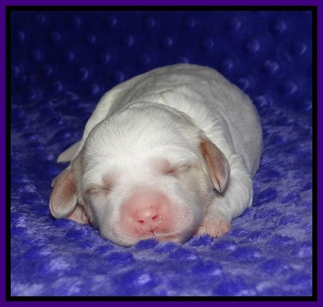 Ellie Benz pups 1 wk old 131