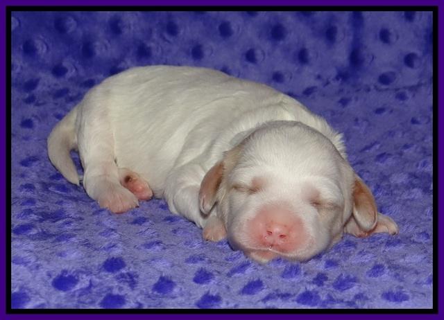 Ellie Benz pups 1 wk old 141