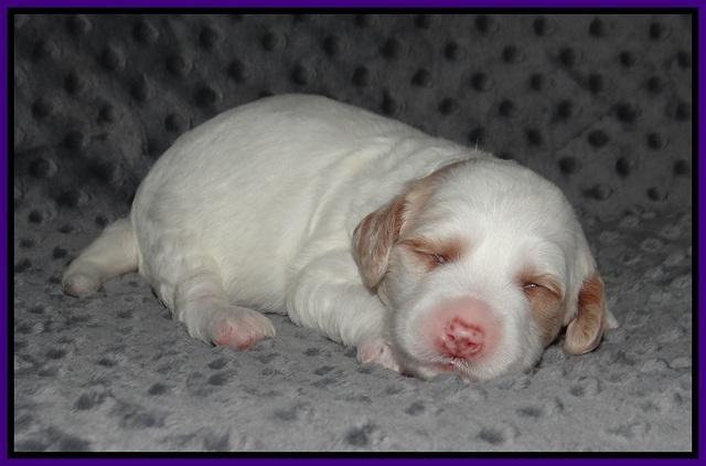 Ellie Benz pups 2 wks old 121