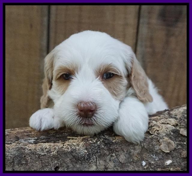 Ellie Benz pups 4 wks old181