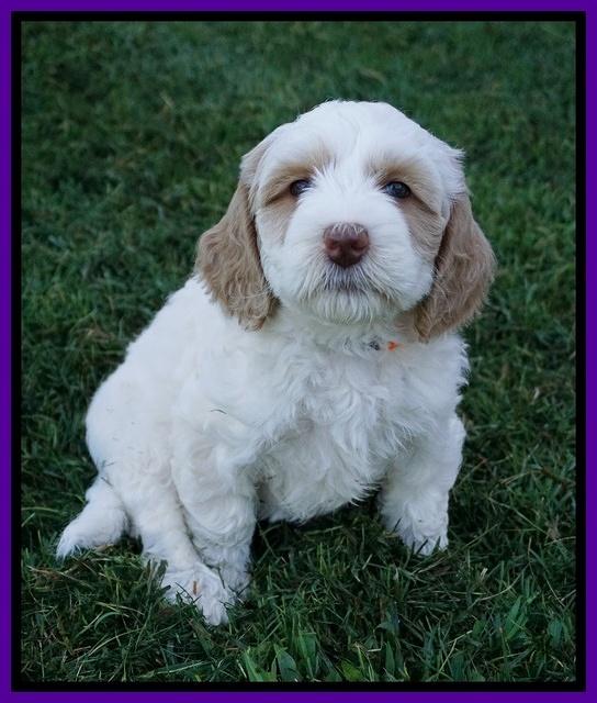 Ellie Benz pups 6 wks old291