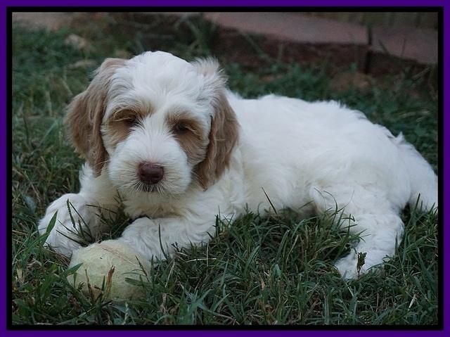 Ellie Benz pups 7 wks old 241