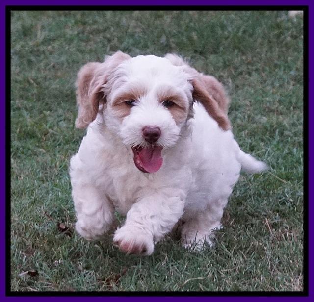 Ellie Benz pups 7 wks old 261