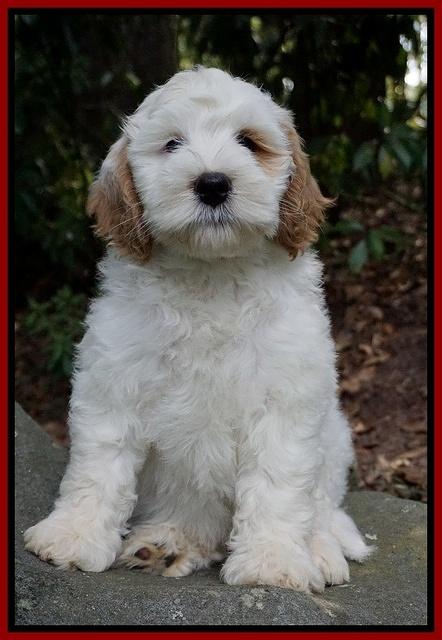 Ellie Benz pups 8 weeks old 191