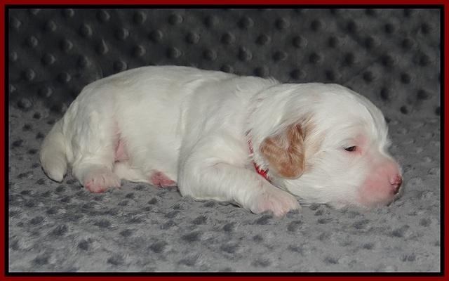Ellie Benz pups 2 wks old 41