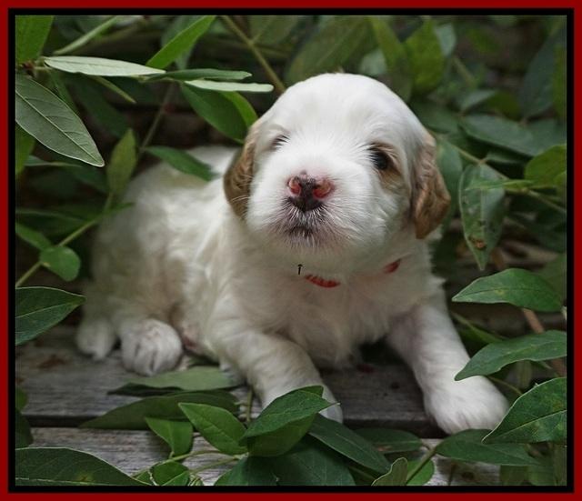 Ellie Benz pups 3 wks old 61