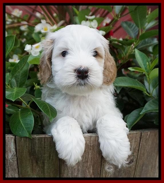 Ellie Benz pups 5 wks old 71