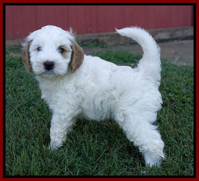 Ellie Benz pups 6 wks old71