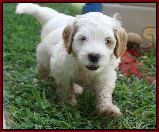 Ellie Benz pups 6 wks old81