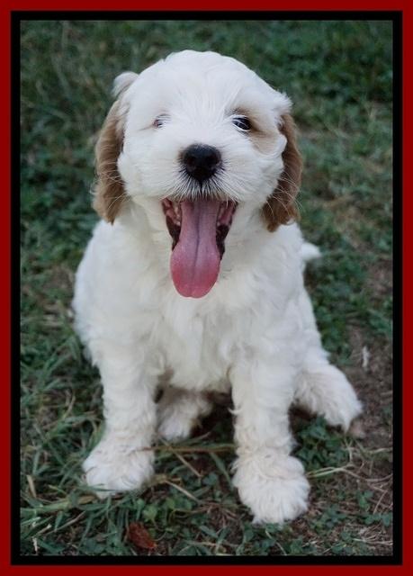 Ellie Benz pups 7 wks old 61