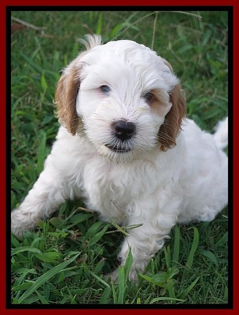 Ellie Benz pups 7 wks old 71