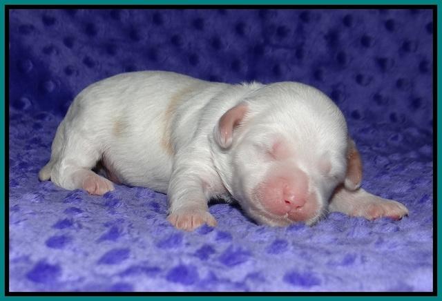 Ellie Benz pups 1 wk old 191