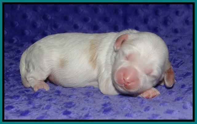 Ellie Benz pups 1 wk old 201